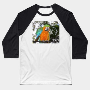 Harlequin Macaw Baseball T-Shirt